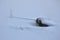 Minimalist winter landscape. A large black stone is sprinkled with snow. Nearby there are several stalks of dry yellow autumn gras