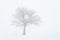 Minimalist Winter Landscape with a Lone Tree