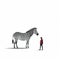 Minimalist Zebra Illustration In Edward Gorey And Oliver Jeffers Style