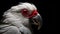 Minimalistic Aarakocra: White Cockatoo Head In Dark Gray And Red