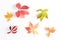 minimalistic autumn composition. beautiful pattern of multicolored leaves on a white background.