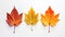 Minimalistic Autumn Leaves in Four Different Colors AI Generated