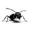 Minimalistic Black and White Ant Design for Invitations and Posters.
