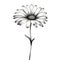 Minimalistic Black And White Daisy Illustration With Realistic Lighting