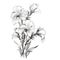 Minimalistic Black And White Drawing Of White Flowers In Revived Historic Art Style