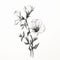 Minimalistic Black And White Flower Drawing: Geranium Campanula Poscharskyana