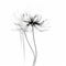 Minimalistic Black And White Flower Illustration: Wire Art And Painterly Lines