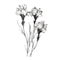 Minimalistic Black And White Sketch Of Snapdragon Flowers