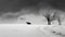 Minimalistic Black And White Snowcat Road With Walnut Background