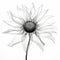 Minimalistic Black And White Sunflower Drawing With X-ray Effect
