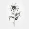 Minimalistic Black And White Sunflower Sketch: Darkly Romantic Tattoo-inspired Art