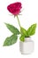 Minimalistic bouquet - mini rose red flower