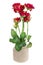 Minimalistic bouquet - seven mini red roses