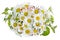 Minimalistic bouquet - white camomile flowers