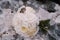 Minimalistic bridal bouquet of white roses and hortense with white ribbons and cute snail on the stone