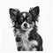 Minimalistic canine portrait of a black dog with a sleek coat