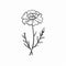 Minimalistic Carnation Flower Sketch On White Background