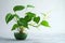 Minimalistic charm House plant decor isolated for a serene atmosphere