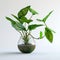 Minimalistic charm House plant decor isolated for a serene atmosphere