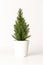 Minimalistic christmas tree in flowerpot on white background. Christmas, winter and New year concept. Flat lay.