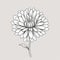 Minimalistic Chrysanthemum Sketch Drawing On Beige Background