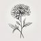 Minimalistic Chrysanthemum Vector Illustration In Valentin De Boulogne Style