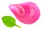 Minimalistic composition of green leaf of plantain and pink petal of peony on white background