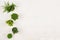 Minimalistic decorative border of green conifer plants in pots top view on white wooden board background. Blank copy space.