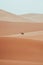 Minimalistic dromedary, camel, walking through Sahara Desert Merzouga, Morocco