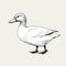 Minimalistic Duck Sketch On White Background - Hyper-realistic Animal Illustration