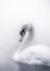 Minimalistic Elegance of a white Swan on Water. Generative AI