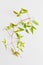 Minimalistic floral concept. beautiful of climbing clematis flowers and leaf green on a white background. flat lay, top view