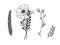 Minimalistic flower graphic sketch drawing, trendy tiny tattoo design, floral botanic element