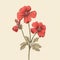 Minimalistic Geranium Vector Graphic With Historical Illustration Style