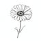 Minimalistic Gerbera Sketch Drawing: Chic Illustration With Single Seed
