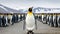 Minimalistic Image of King Penguins on Salisbury Plains AI Generated AI Generated