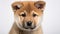 Minimalistic Japanese Style: Cute Akita Puppy Close-up