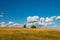 Minimalistic landscape, two pine trees on yellow burnt out grass at early summer,