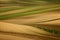 Minimalistic landscape with waves hills, yellow fields, South M