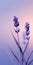 Minimalistic Lavender Flowers Mobile Wallpaper For Classy And Samsung Tu8000