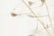 Minimalistic light color beige little dry flowers  on white background macro nature wallpaper