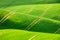 Minimalistic natural green spring landscape with green grass fields. Rolling green hills with field of wheat. Rural spring