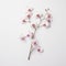Minimalistic Orchid Branch: White Surface, Ariana Grande Style