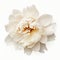 Minimalistic Peony Flower: A White Rose Isolated On White Background