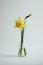 A minimalistic photo of a single daffodil in a vase against a white background