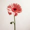 Minimalistic Pink Gerbera Photo With Graflex Speed Graphic Style