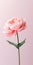 Minimalistic Pink Peony Mobile Wallpaper For Posh And Samsung Tu8000