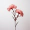 Minimalistic Portraits Of Pink Carnations On White Background