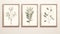 Minimalistic Scandinavian Style Botanical Poster With Three Leafy Plant Prints