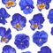 Minimalistic seamless pattern with blue pansies on white background.